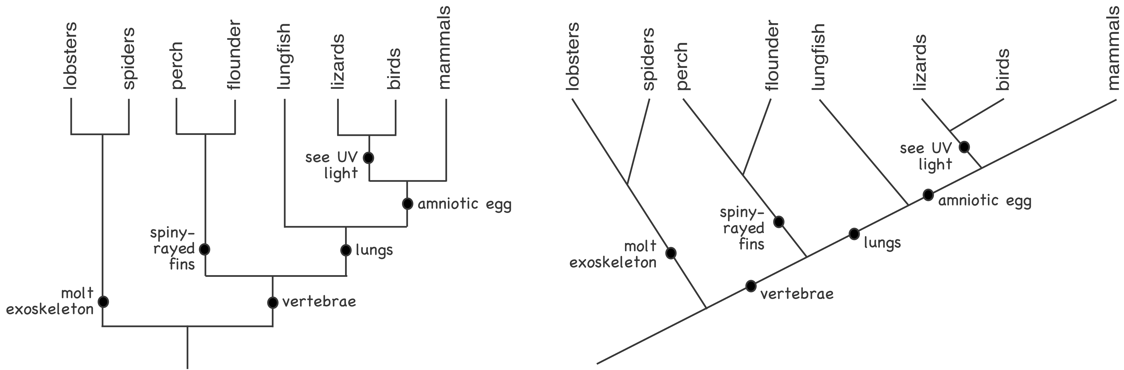 is a phylogenetic tree different from a cladogram