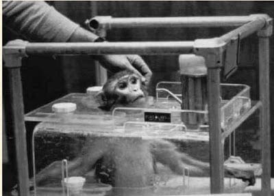 Primate chair | Statistical Modeling, Causal Inference, and Social Science